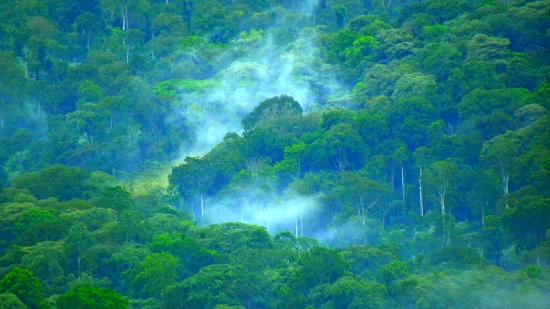 Kakamega Rainforest 4 Days 3 Nights Wildlife Package – Boutique Villa