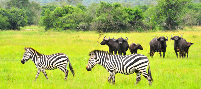 Lake Mburo 2 Days 1 Night Budget Package – Beach Cottage