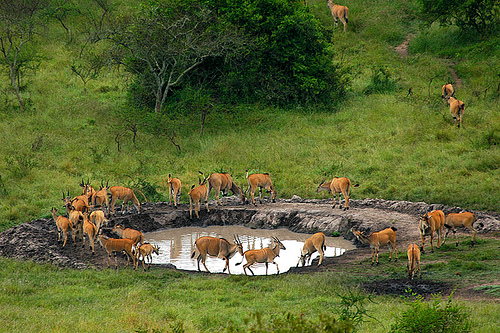 Lake Mburo 2 Days 1 Night Budget Package – Beach Cottage
