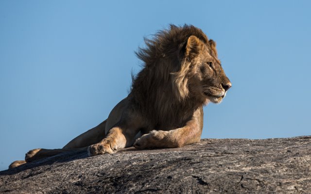 Maasai Mara 7 Days 6 Nights Honeymoon Package – Treehouse Resort