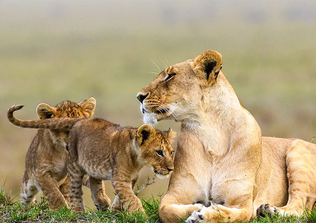 Baringo & Bogoria 3 Days 2 Nights Luxury Package – Safari Lodge