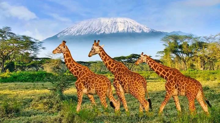 Aberdare National Park 2 Days 1 Night Budget Package – Beach Cottage