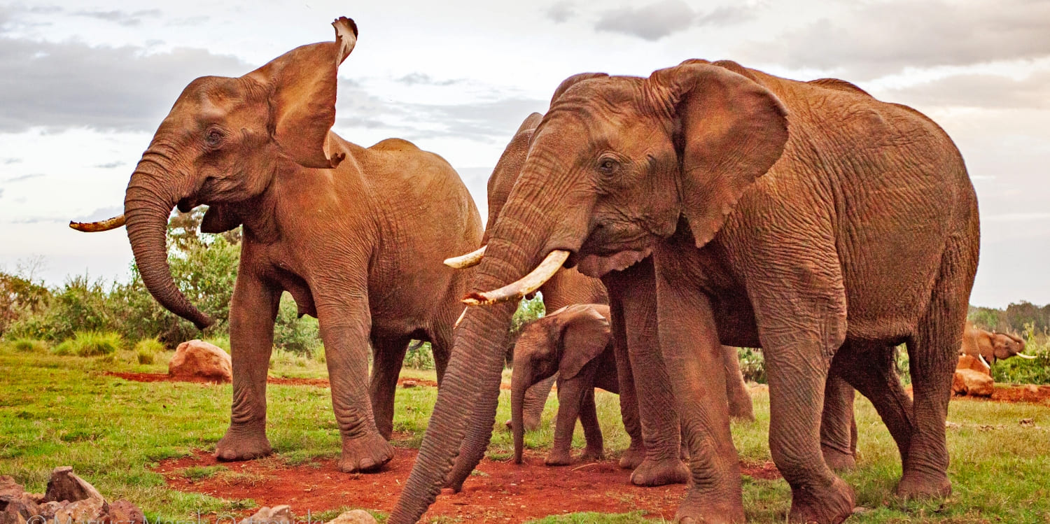 Tsavo West 3 Days 2 Nights Cultural & Heritage Package – 5-Star Beach Resort