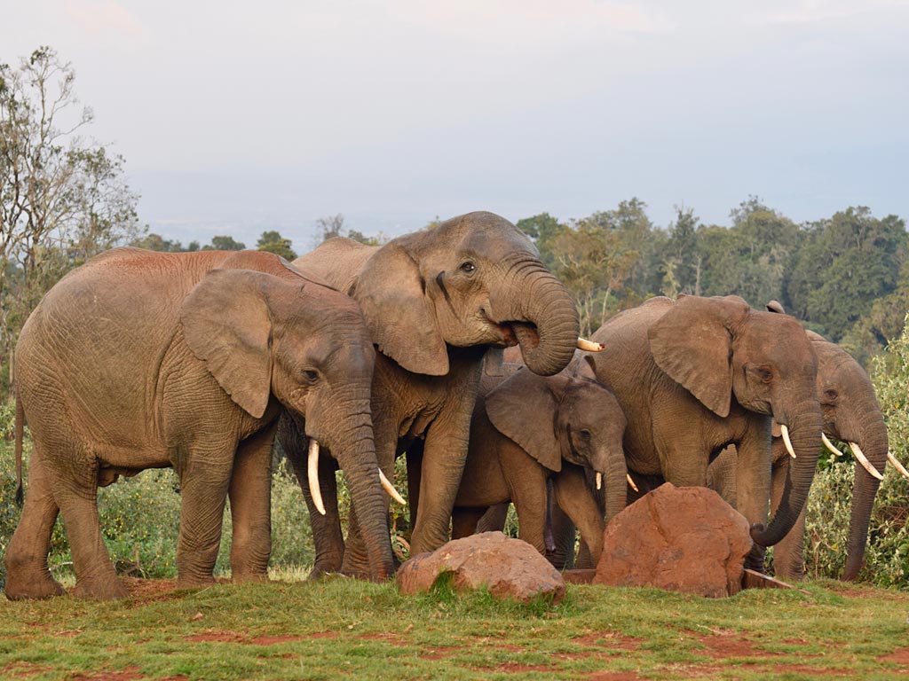 Amboseli National Park 6 Days 5 Nights Family Package – Eco Lodge