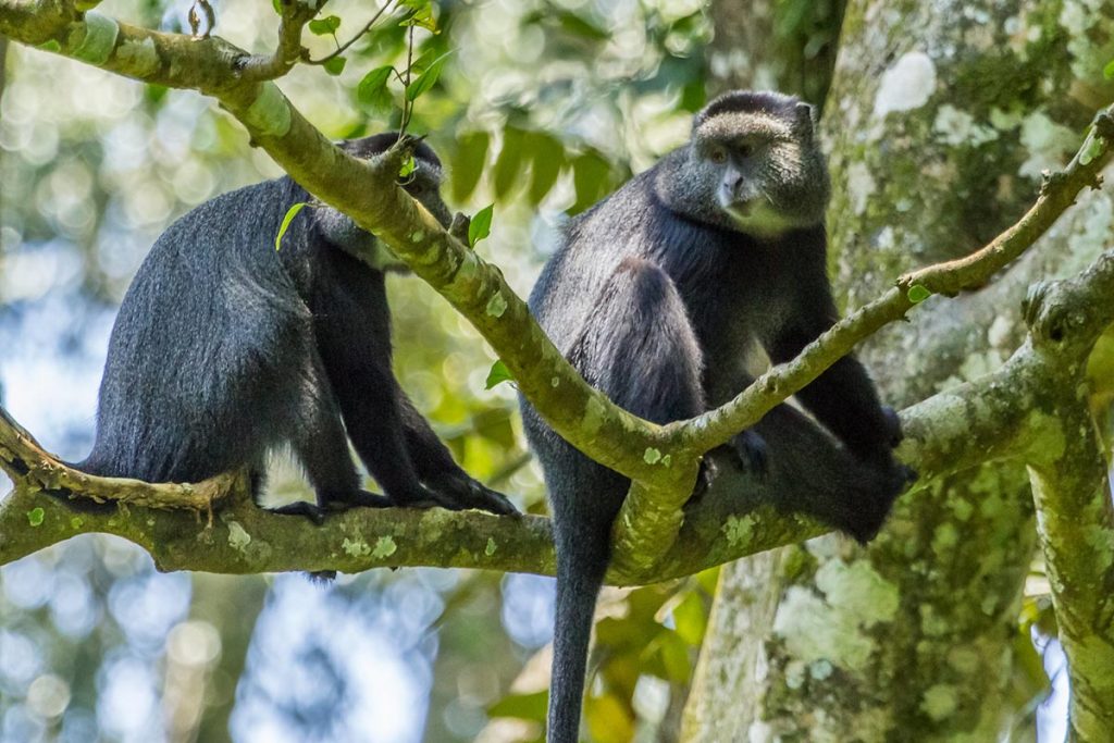 Kakamega Rainforest 6 Days 5 Nights Wildlife Package – Boutique Villa
