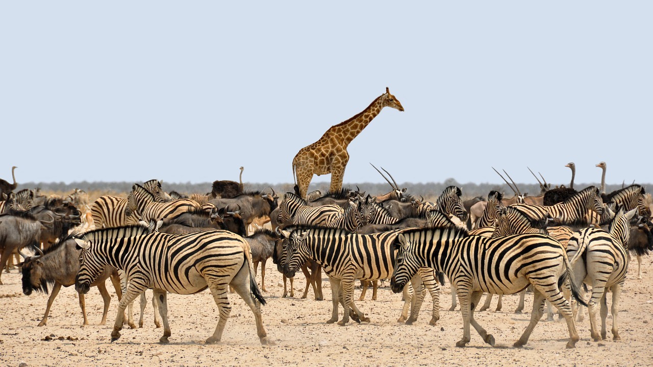 Marsabit National Park 5 Days 4 Nights Cultural & Heritage Package – 5-Star Beach Resort