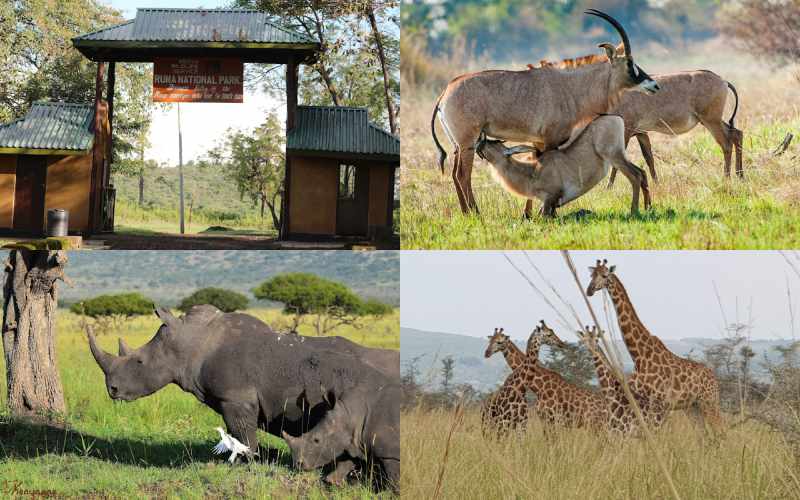 Ruma National Park 7 Days 6 Nights Adventure Package – Standard Lodge